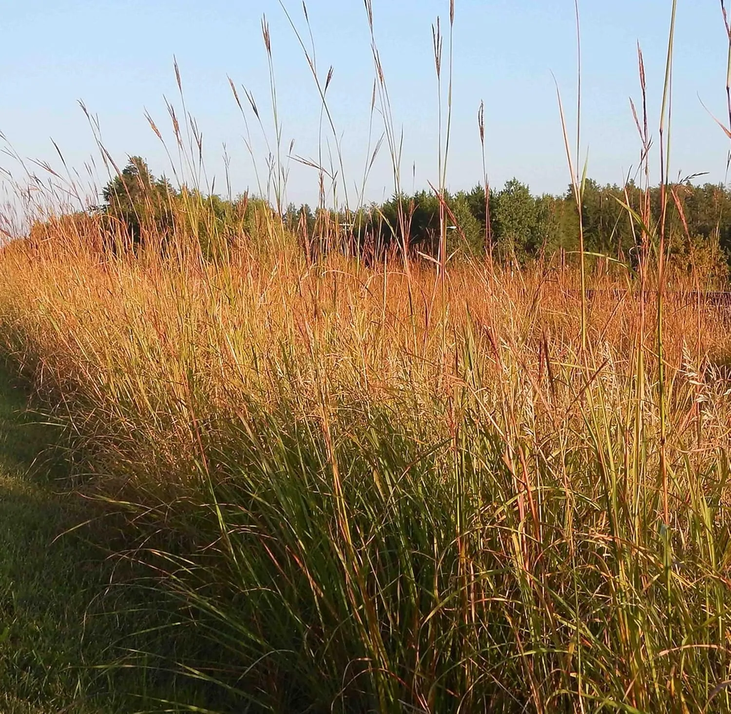 Big Bluestem Native Grass Seed, Deer and Wildlife Cover, Drought Resistant, Seeds for Wildlife Habitat, Erosion Control & Landscaping, 2 lb Bag