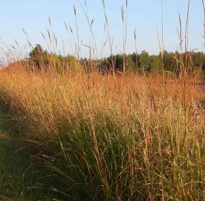 Big Bluestem Native Grass Seed, Deer and Wildlife Cover, Drought Resistant, Seeds for Wildlife Habitat, Erosion Control & Landscaping, 2 lb Bag