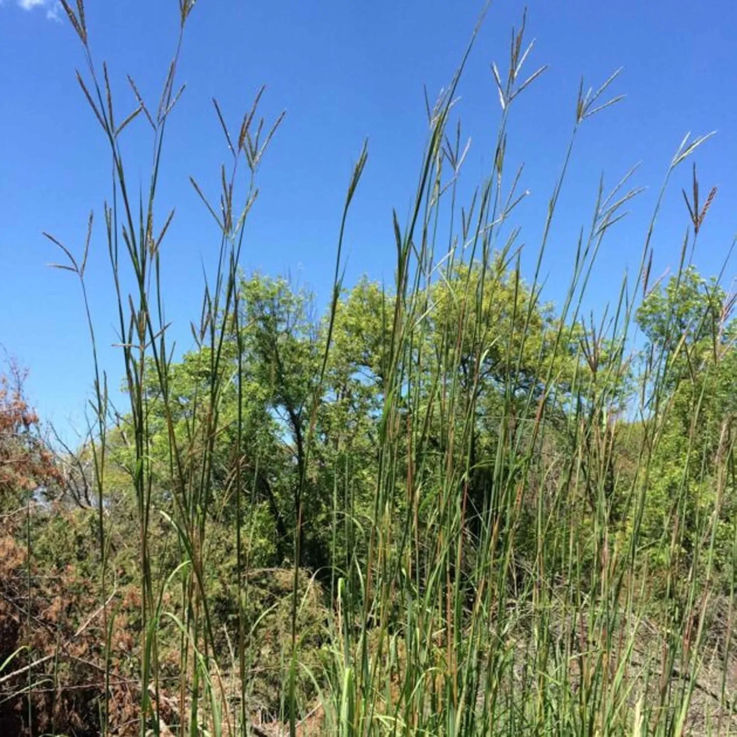 Big Bluestem Native Grass Seed, Deer and Wildlife Cover, Drought Resistant, Seeds for Wildlife Habitat, Erosion Control & Landscaping, 2 lb Bag