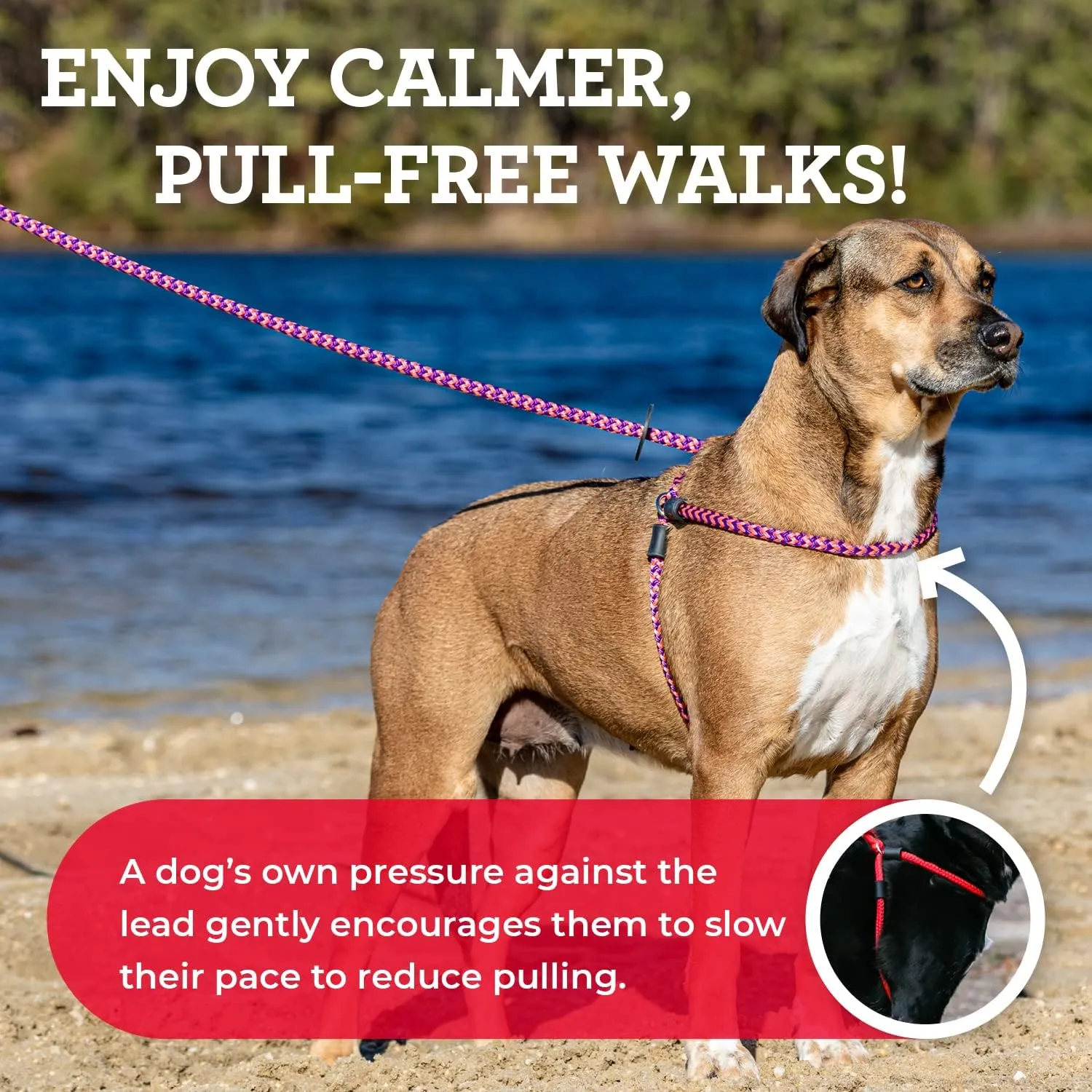 Harness Lead No Pull Dog Harness and Leash Set, Anti Pull Dog Harness for All Breeds and Sizes, One-Piece Cushioned Rope Design Safely Prevents Escaping and Pulling (Small/Medium, Pink)