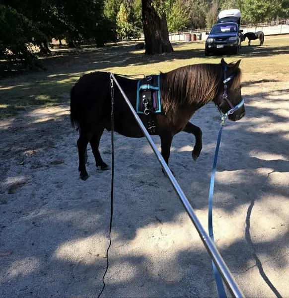 Horsemanship Pocket Lunge Whip Combo