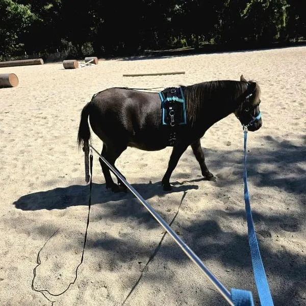 Horsemanship Pocket Lunge Whip Combo