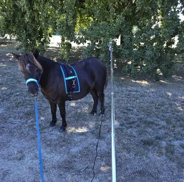 Horsemanship Pocket Lunge Whip Combo