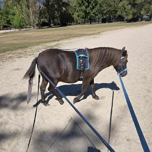 Horsemanship Pocket Lunge Whip Combo
